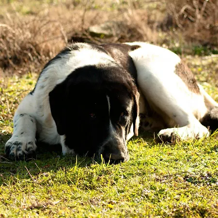 Quinta Do Chaozinho Domek alpejski
