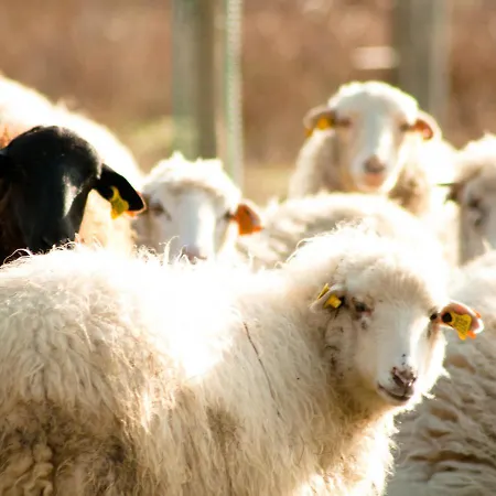 シャレー Quinta Do Chaozinho