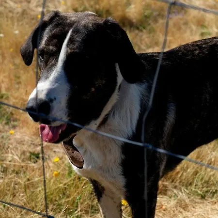 Quinta Do Chaozinho Domek alpejski Alijó