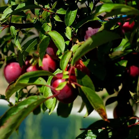 シャレー Quinta Do Chaozinho Alijó