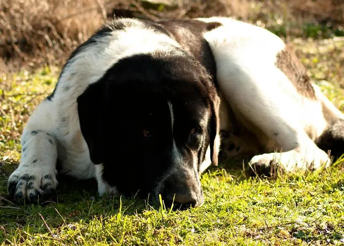 Quinta Do Chaozinho Domek alpejski