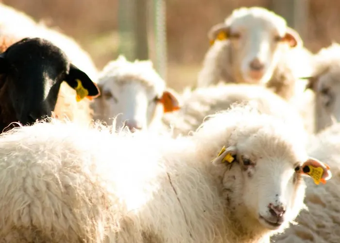 Domek alpejski Quinta Do Chaozinho