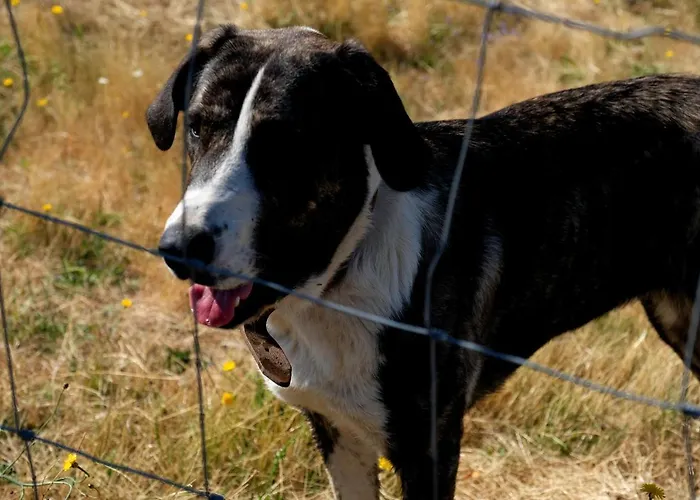 Quinta Do Chaozinho Chalet Alijo