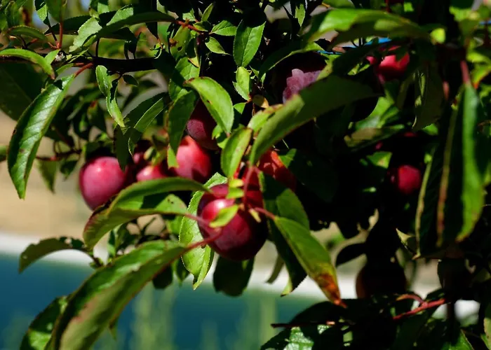 Domek alpejski Quinta Do Chaozinho Alijó